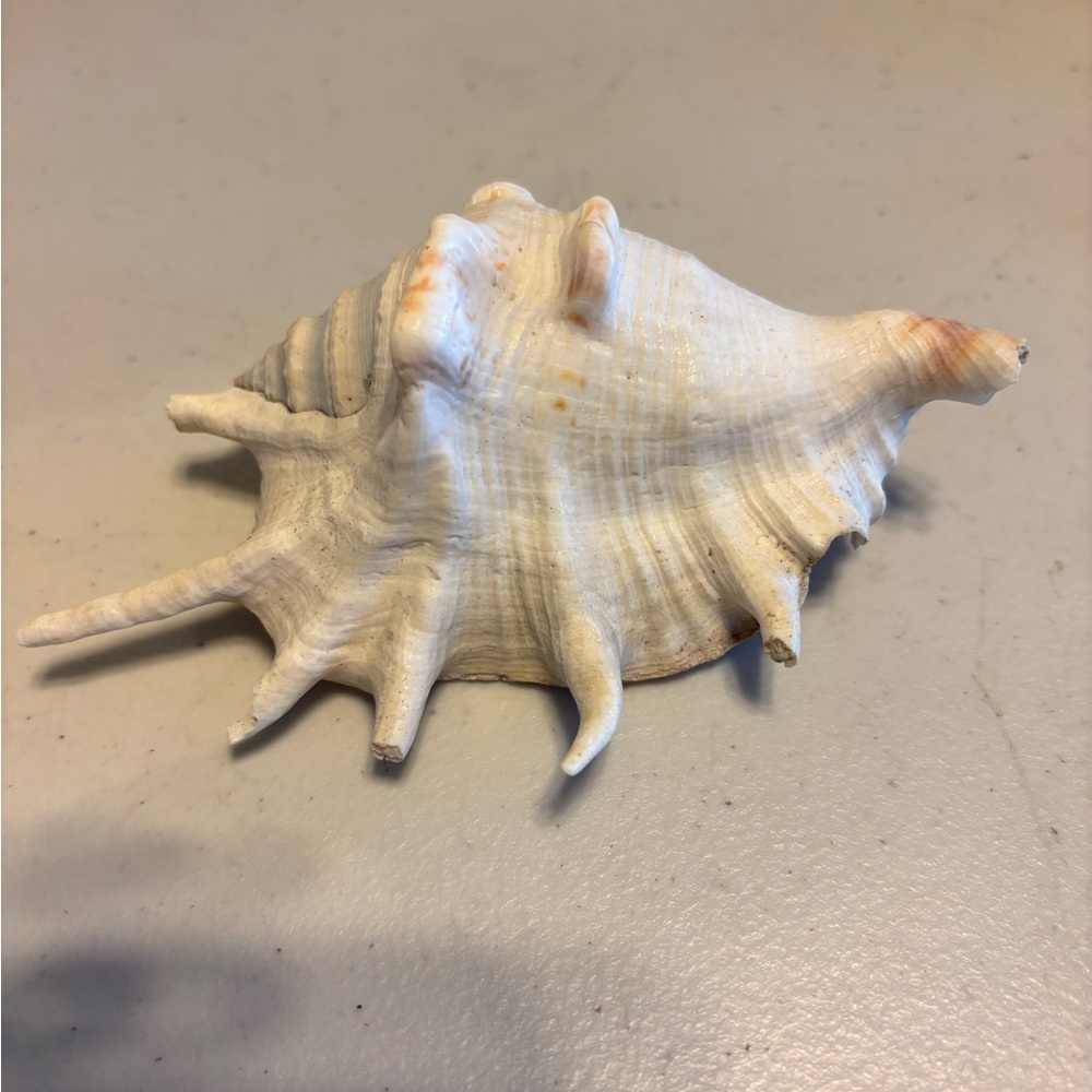 Natural Seashell Gastropada Stromboidea sea shell species lambis home decor.